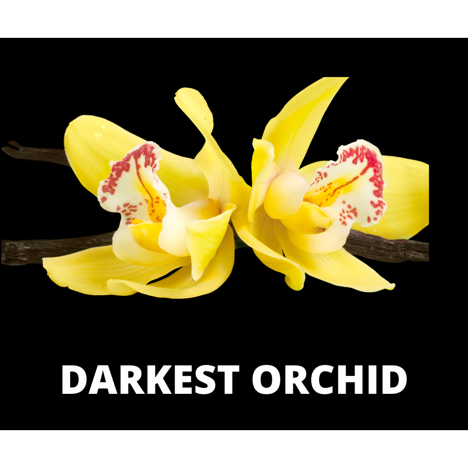 Darkest Orchid Snap Bar