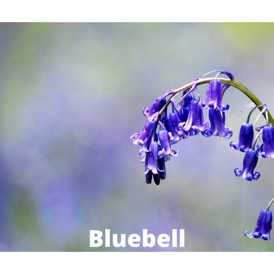 Wild Bluebell Snap Bar