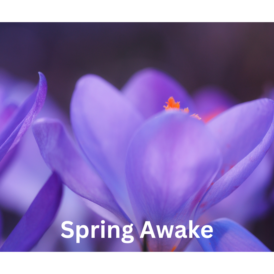 Spring Awake Snap Bar